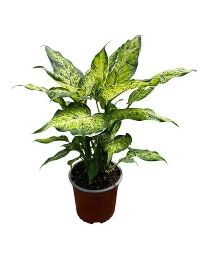 Dieffenbachia Ala de Ángel