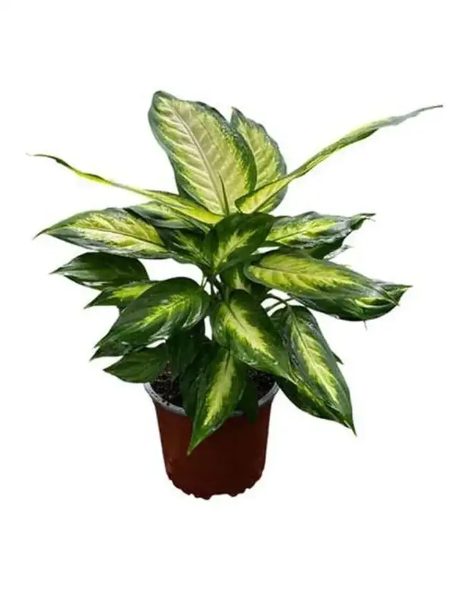 Dieffenbachia Camila