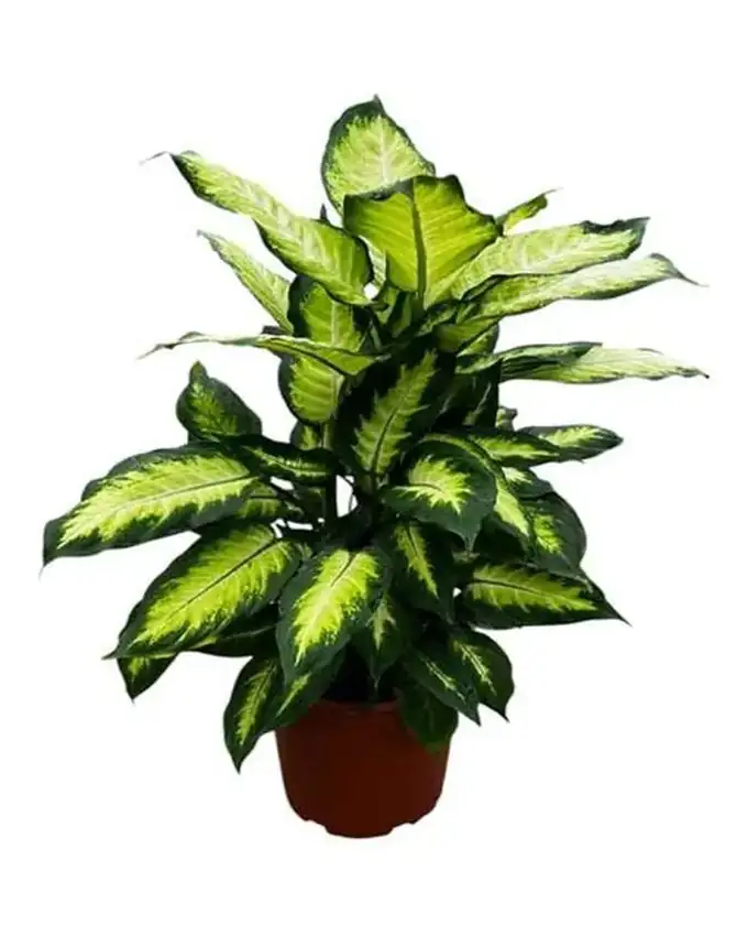 Dieffenbachia