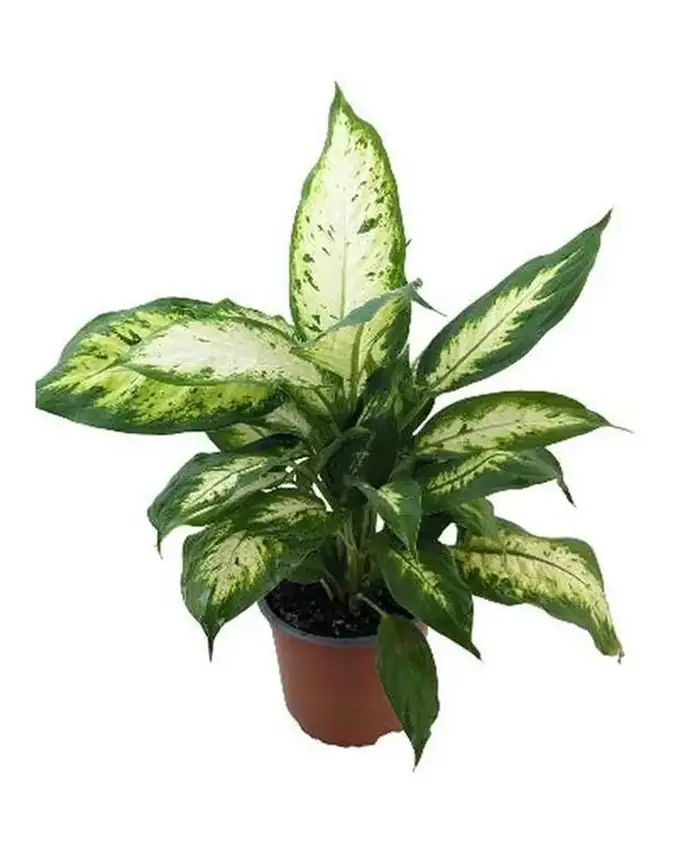 Dieffenbachia Maria Compacta