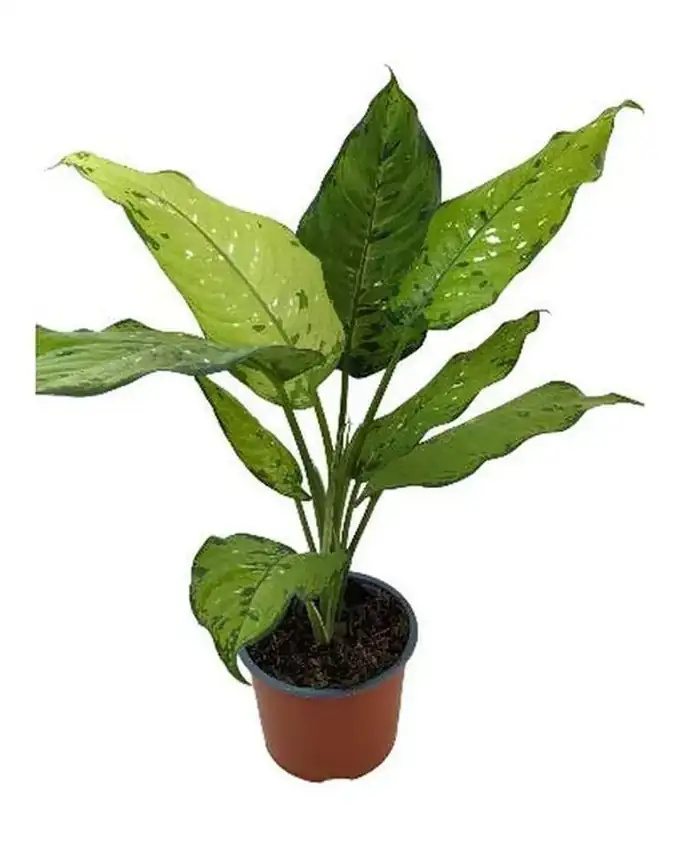 Dieffenbachia Punta Esmeralda