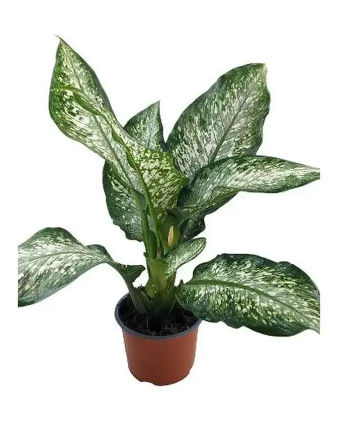 Dieffenbachia Punto de Nieve