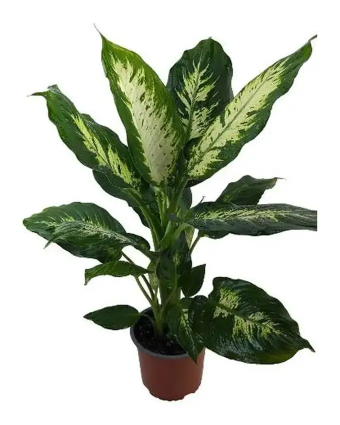 Dieffenbachia Sparkle