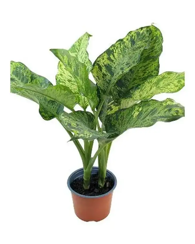 Dieffenbachia White Amazon