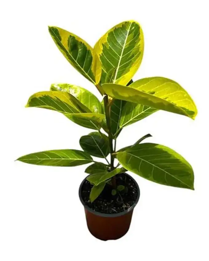 Ficus Altissima
