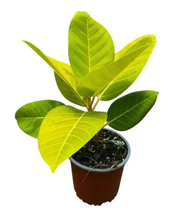 Ficus Camaleon