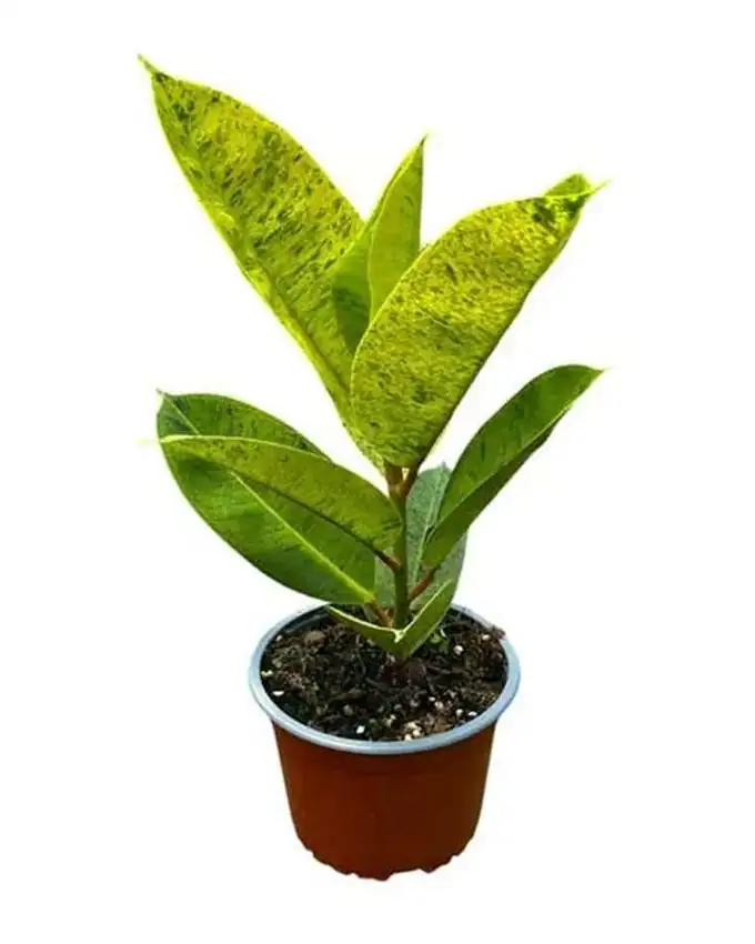 Ficus Moonshine