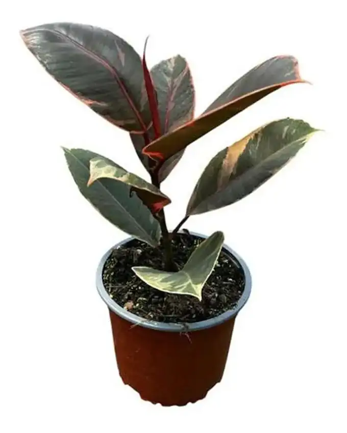 Ficus Ruby Ch