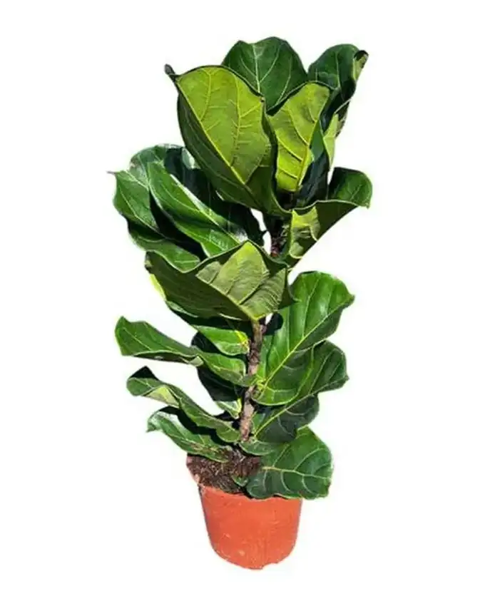 Ficus Lyrata