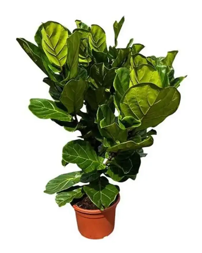 Ficus Lyrata