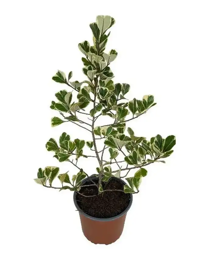 Ficus Triangularis