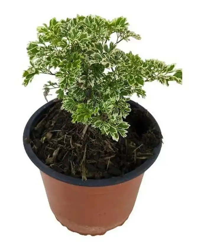 Jardín de sol Aralia Amarilla