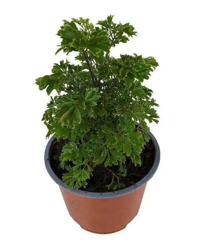 Jardín de sol Aralia Verde