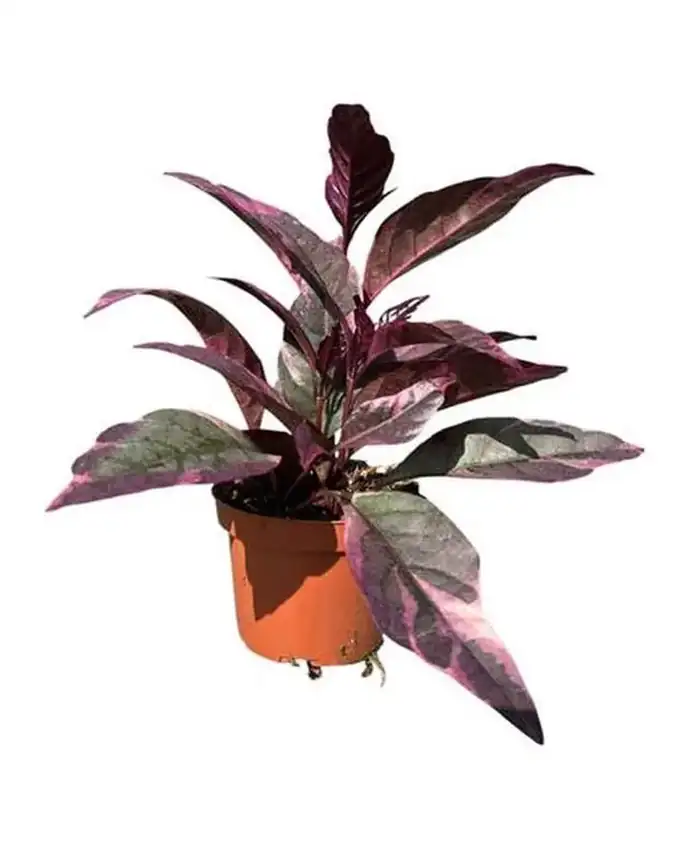 Jardín de sol Caricatura Morada