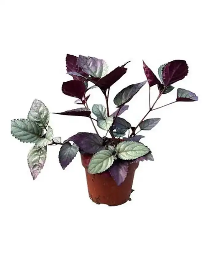 Jardín de sol Flama Roja