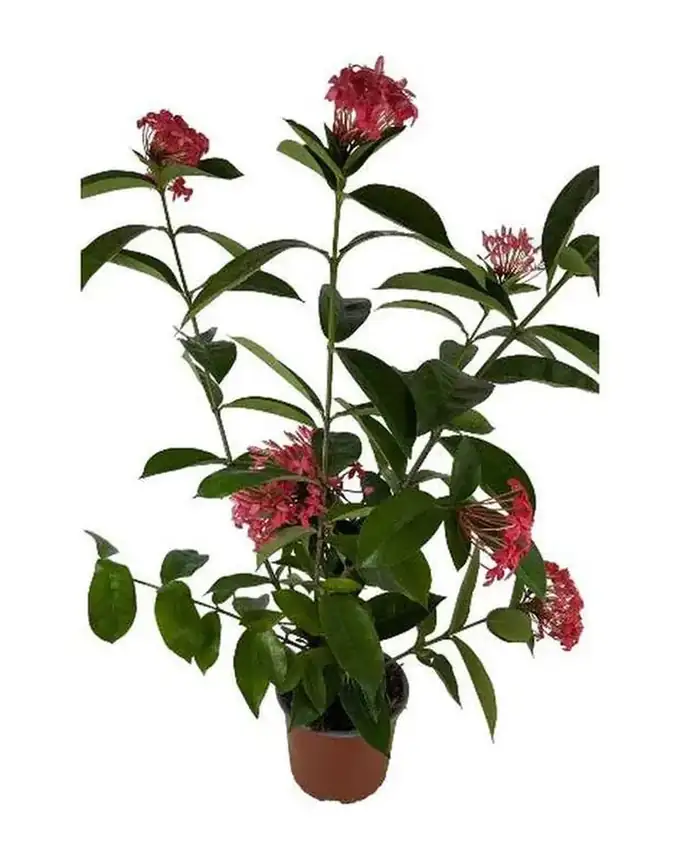 Jardín de sol Ixora Grande Rosada