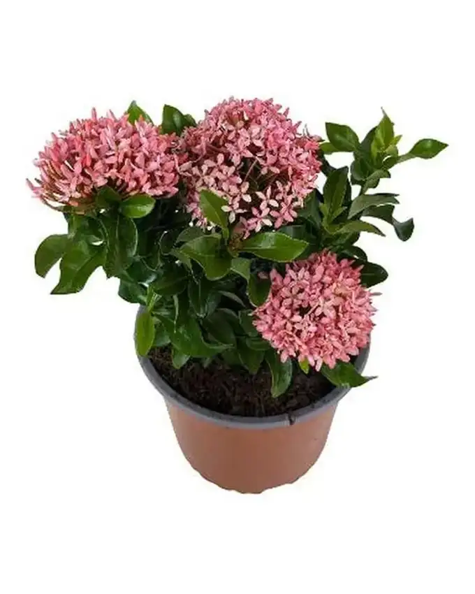 Jardín de sol Ixora Rosada