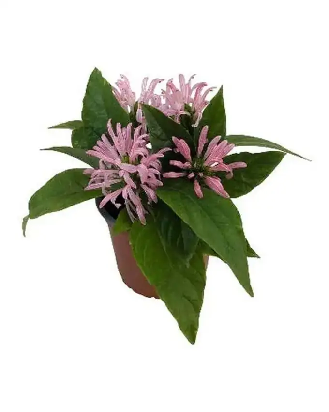 Jardín de sol Justica Carnea Colibri Rosado