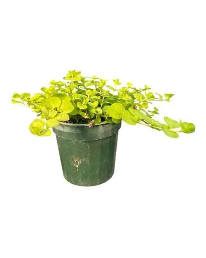 Jardín de sol Lysimachia Gold