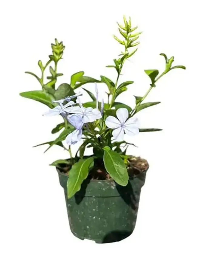 Jardín de sol Plumbago