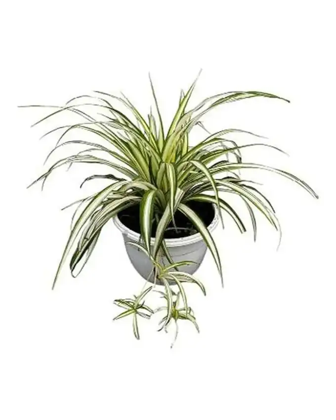 Pequeñas de interior Chlorophytum Comosum