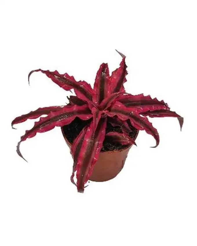 Pequeñas de interior Cryptanthus Red Star