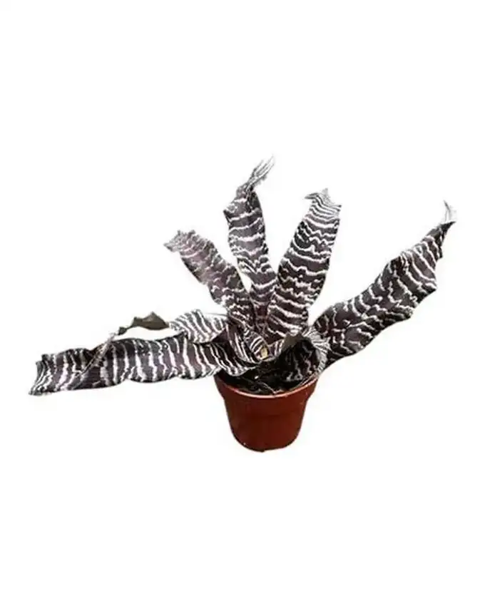 Pequeñas de interior Cryptanthus Absolute Zero