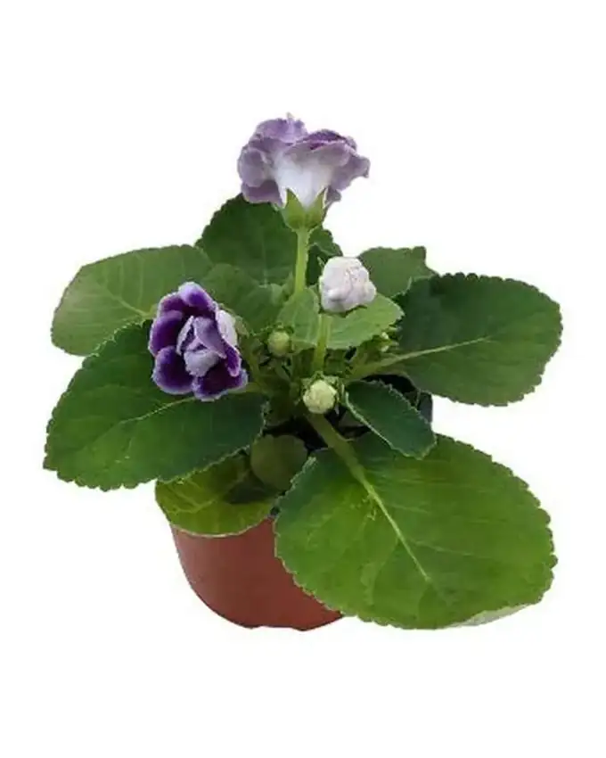 Pequeñas de interior Gloxinia
