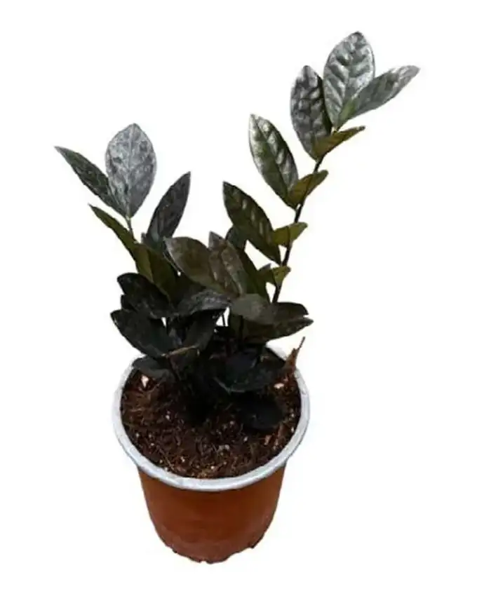 Pequeñas de interior Raven Zamia Negra