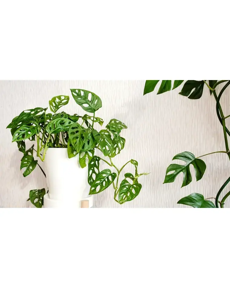 Monstera Adansonii 25 cm