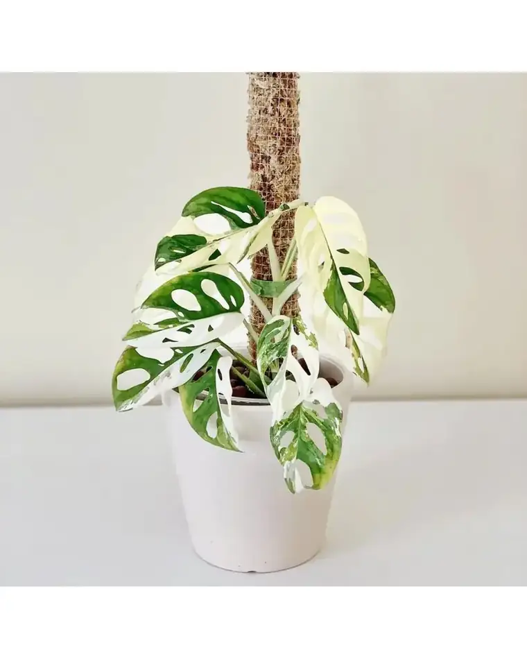 Monstera Adansonii Variegata