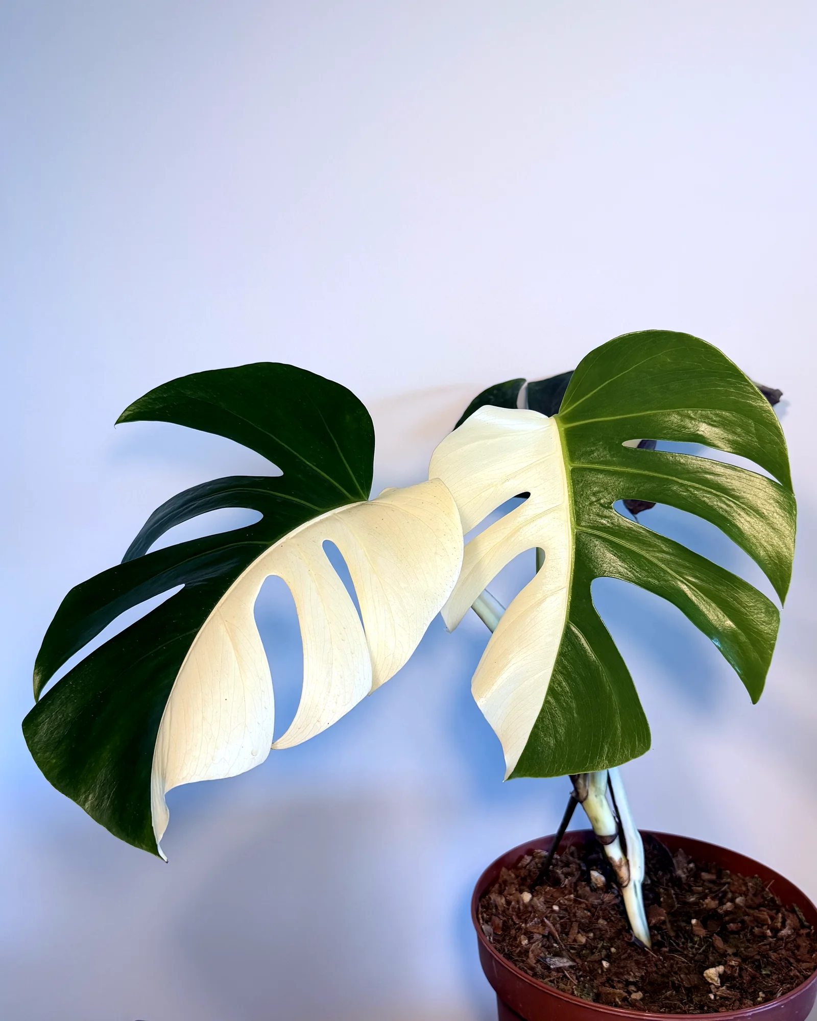 Monstera Albo Variegata