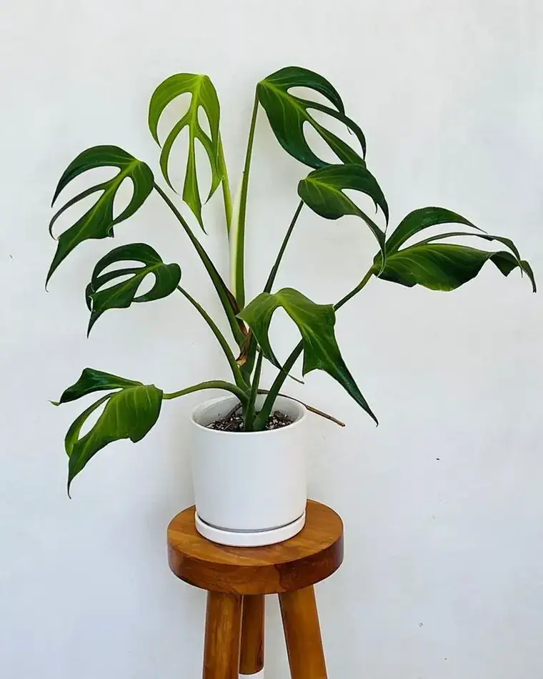 Monstera Burle Marx Flame