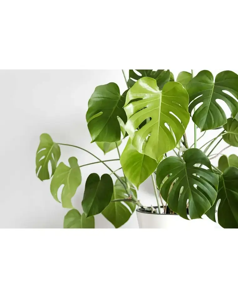 Monstera Deliciosa 40 cm
