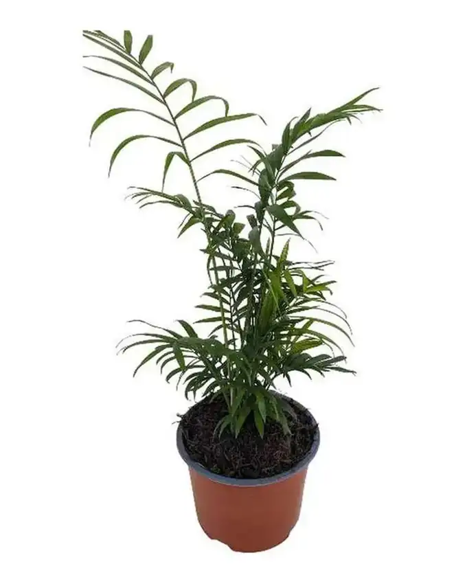 Palmera Chamaedorea