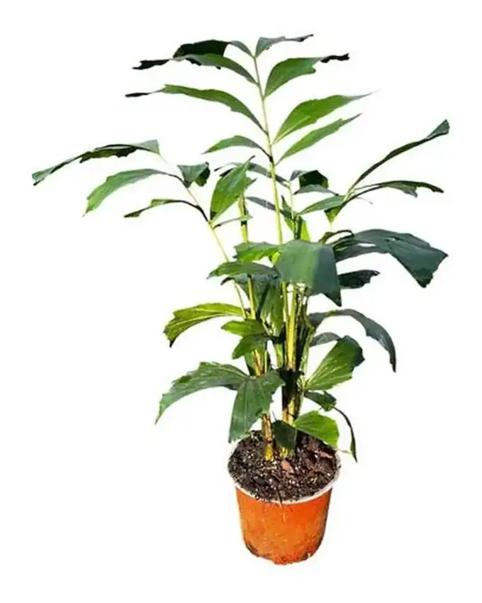 Palmera Cola de Pez