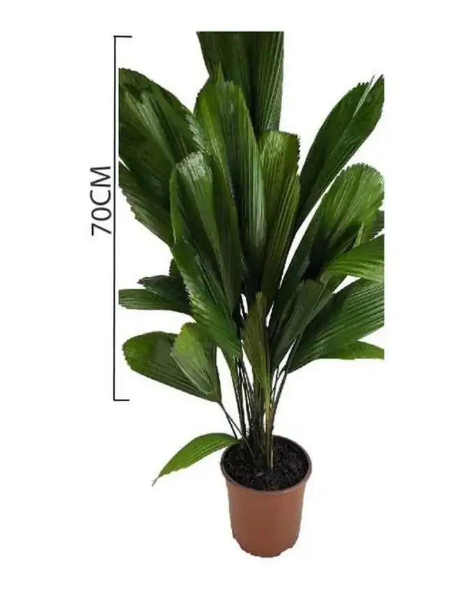 Palmera Licuala