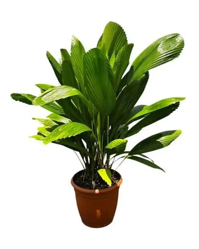 Palmera Licuala