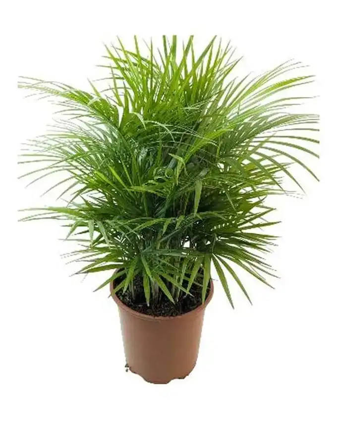Palmera Majestic