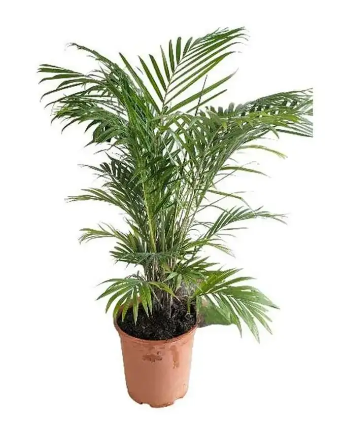 Palmera Oso