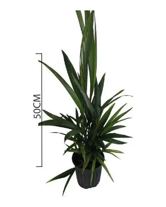 Palmera Tallo Rojo