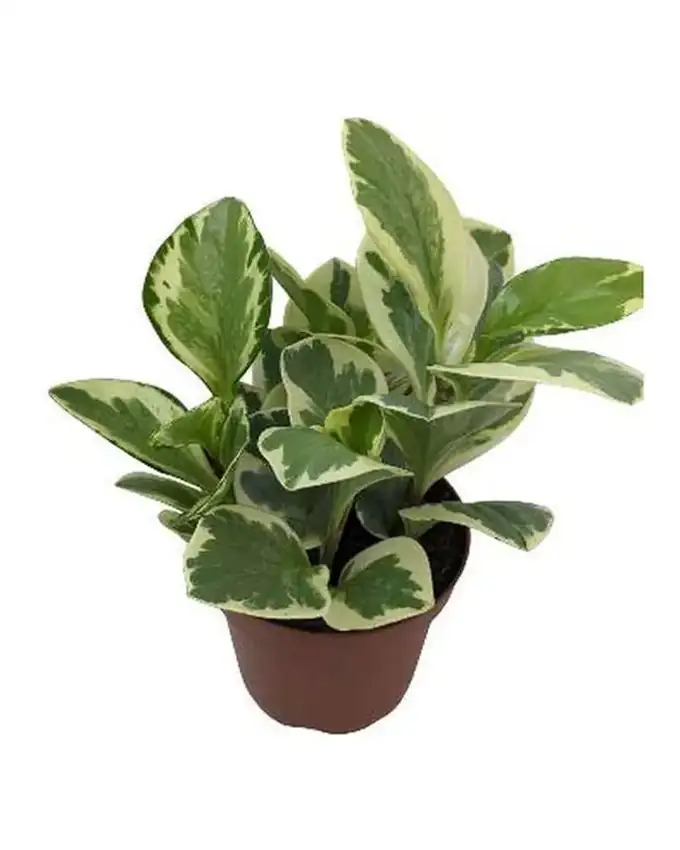 Peperomia Variegada