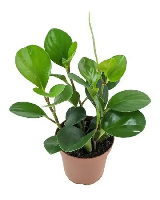 Peperomia