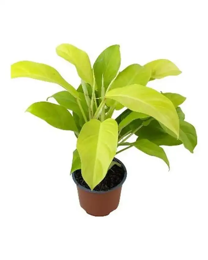 Philodendron Amarillo