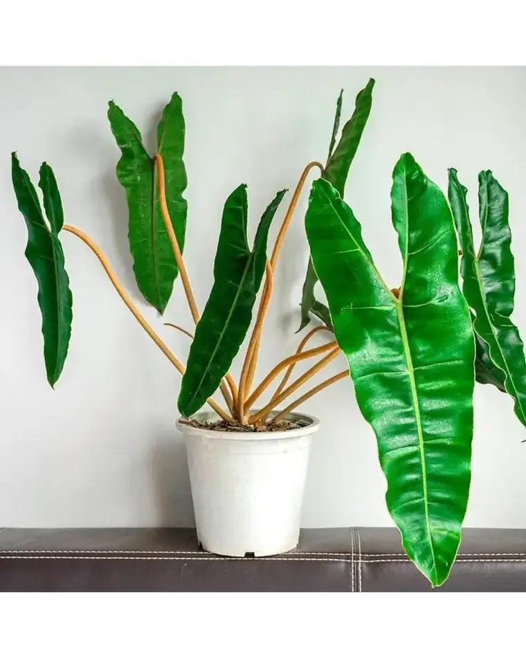 Philodendron Billietiae 24 cm