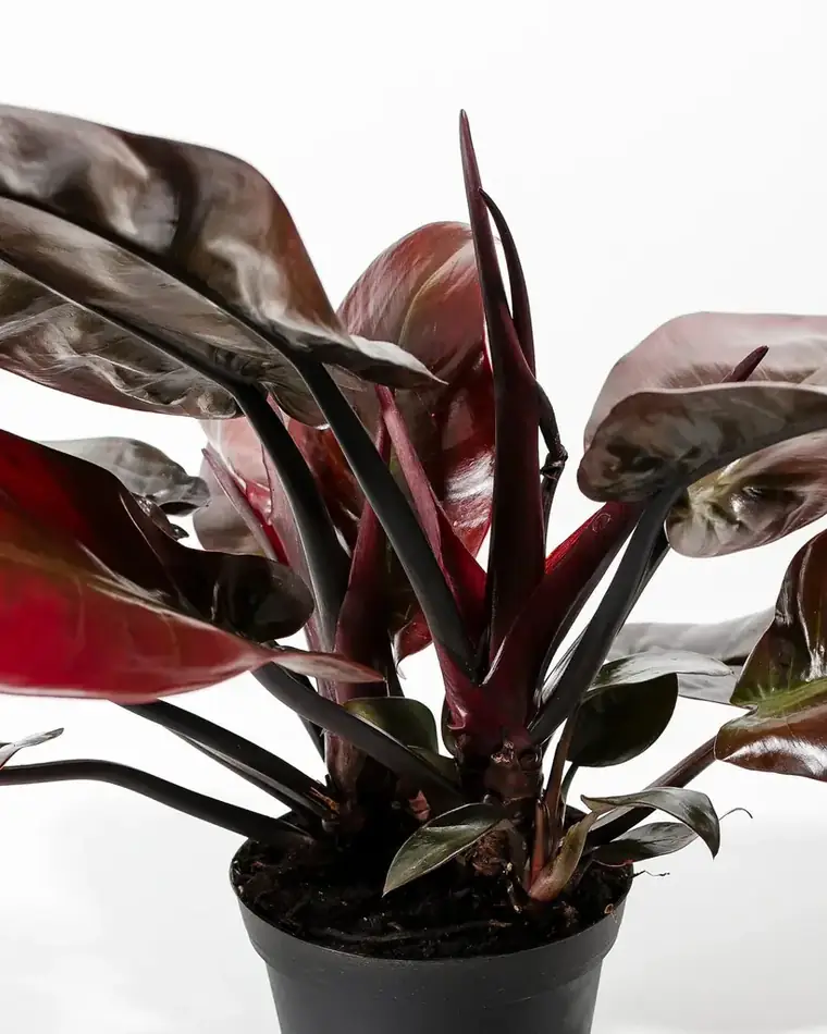 Philodendron Black Cardinal 12 cm