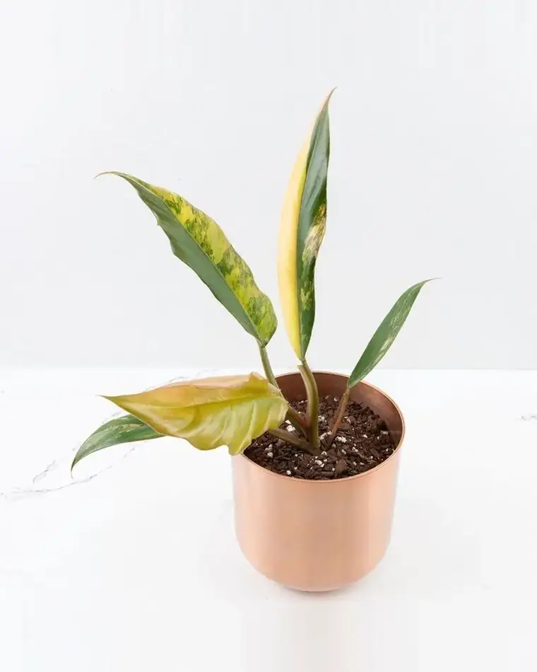 Philodendron Caramel Marble
