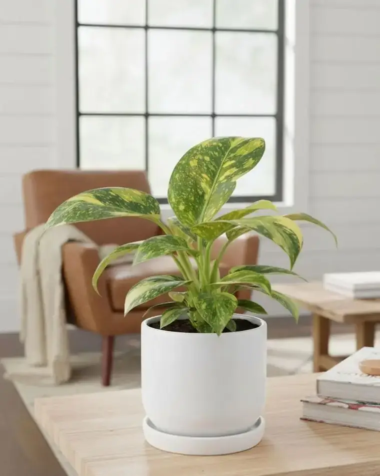 Philodendron Congo Nuclear