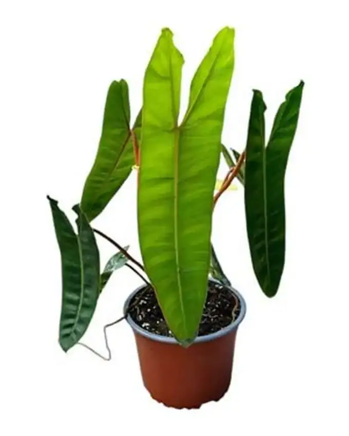 Philodendron Billietiae