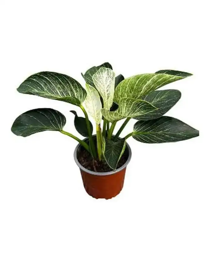 Philodendron Birkin